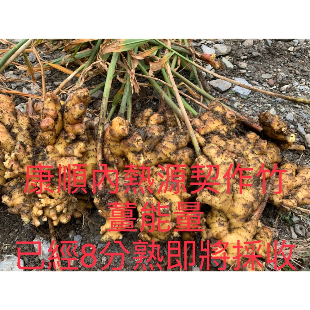 康順台灣竹薑片1包200克3包600克1100元另售原始點竹薑片.薑粉.薑丸.薑膏.薑黃-細節圖9