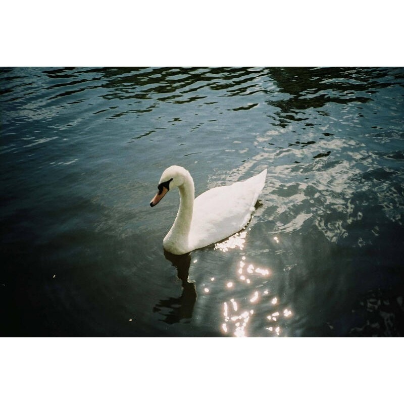 【eYe攝影】現貨 富士 業務卷 FUJICOLOR C100 36張 135彩色負片 iso100 軟片 膠卷-細節圖4