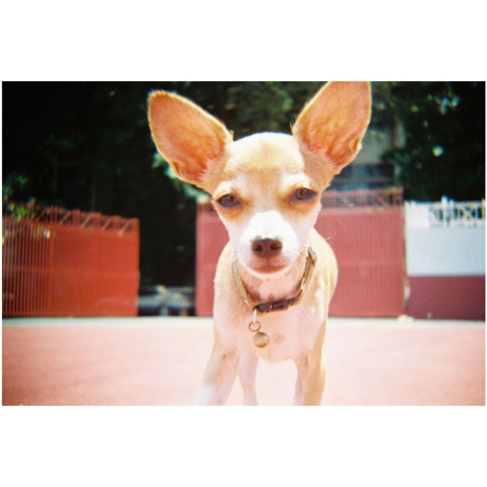 【eYe攝影】現貨 Lomography Konstruktor Flash DIY 35mm 單鏡反光相機 復古相機-細節圖8