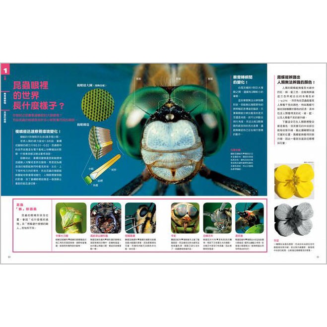 NEW全彩圖解觀念生物(小熊)【培養自然科學實力的最佳百科~符合課綱、小學先修、中學自修，全彩圖解，好讀易懂】-細節圖4
