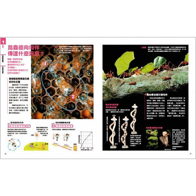 NEW全彩圖解觀念生物(小熊)【培養自然科學實力的最佳百科~符合課綱、小學先修、中學自修，全彩圖解，好讀易懂】-細節圖5
