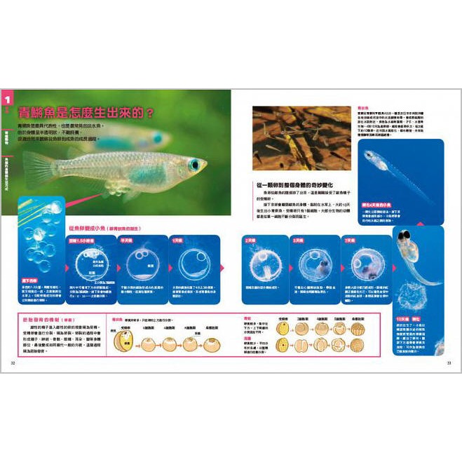 NEW全彩圖解觀念生物(小熊)【培養自然科學實力的最佳百科~符合課綱、小學先修、中學自修，全彩圖解，好讀易懂】-細節圖6