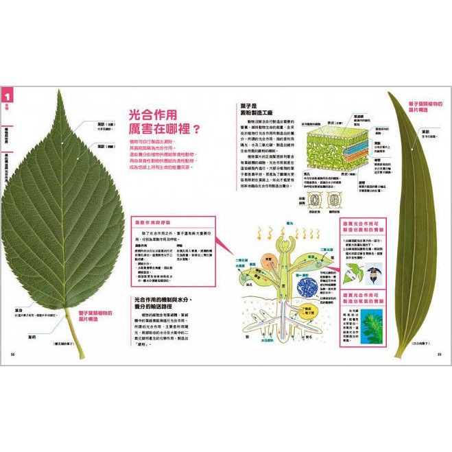 NEW全彩圖解觀念生物(小熊)【培養自然科學實力的最佳百科~符合課綱、小學先修、中學自修，全彩圖解，好讀易懂】-細節圖7