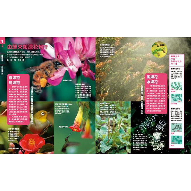 NEW全彩圖解觀念生物(小熊)【培養自然科學實力的最佳百科~符合課綱、小學先修、中學自修，全彩圖解，好讀易懂】-細節圖8