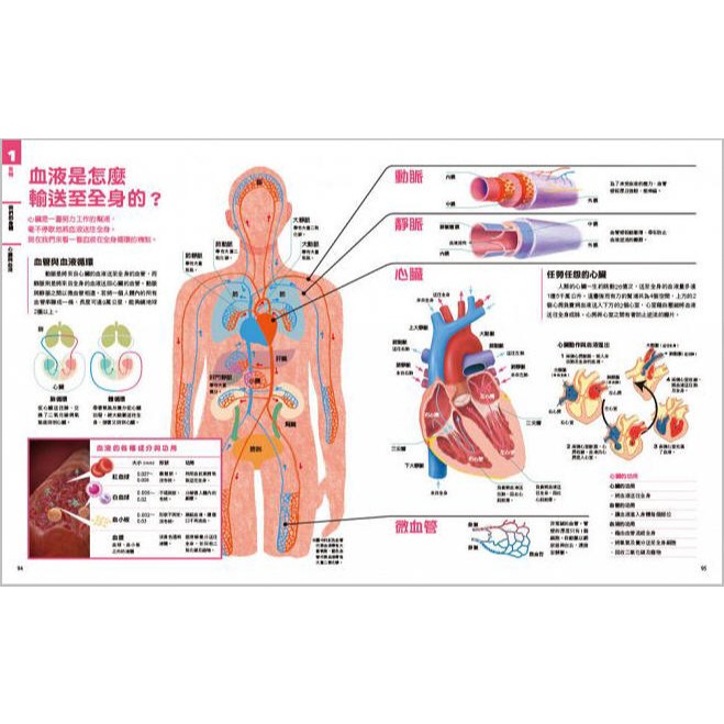 NEW全彩圖解觀念生物(小熊)【培養自然科學實力的最佳百科~符合課綱、小學先修、中學自修，全彩圖解，好讀易懂】-細節圖10