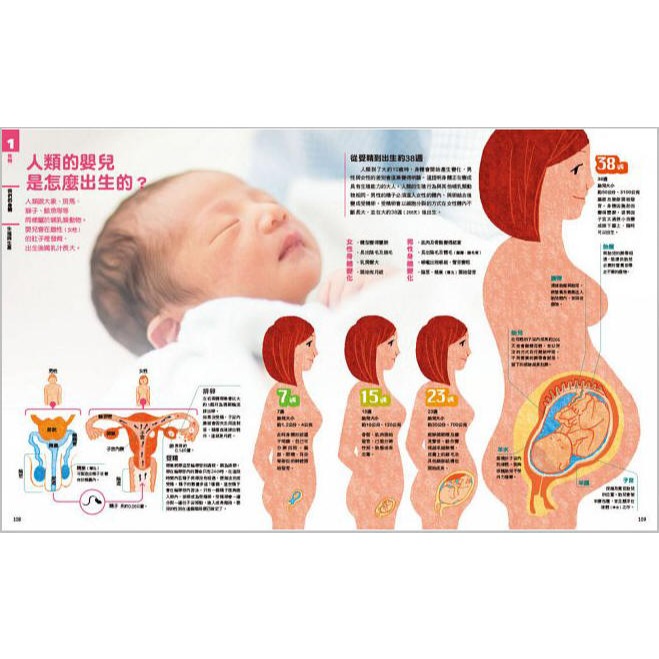 NEW全彩圖解觀念生物(小熊)【培養自然科學實力的最佳百科~符合課綱、小學先修、中學自修，全彩圖解，好讀易懂】-細節圖11