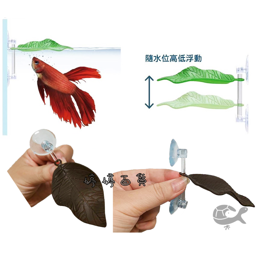 ISTA 伊士達 鬥魚生態浮葉 鬥魚築巢 產卵 休息 躲藏 浮葉 婷婷水族 兩棲爬蟲-細節圖2