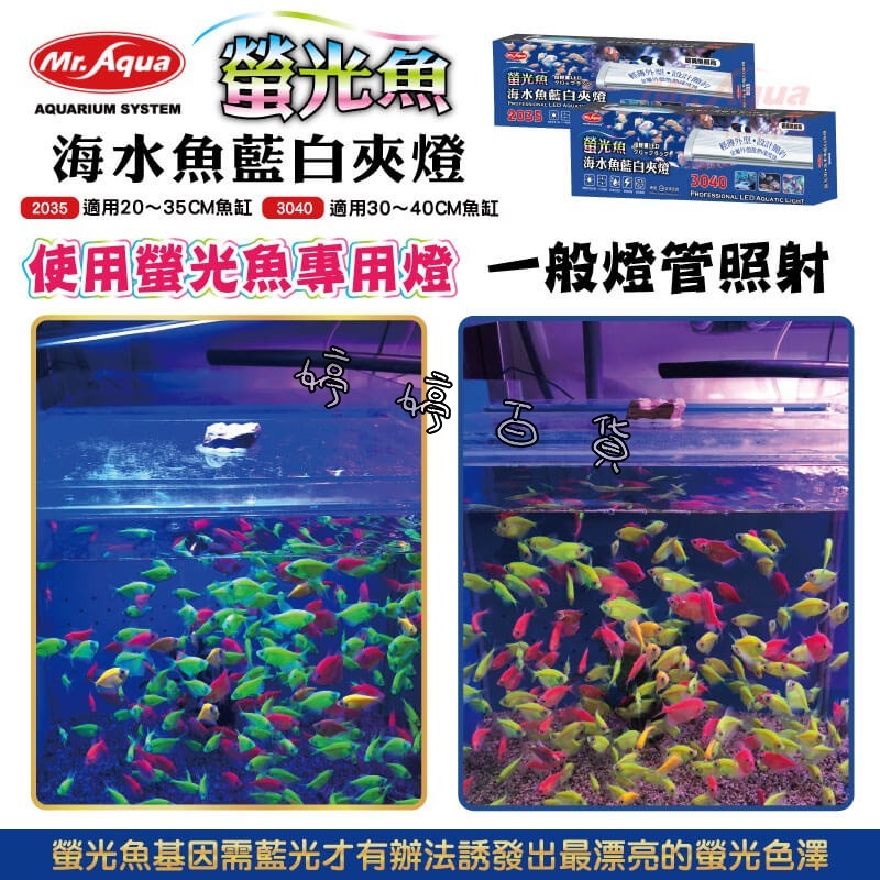 MR.AQUA 水族先生 螢光魚．海水魚藍白夾燈 LED 側夾燈 藍白燈 軟體燈 海水燈 婷婷水族 兩棲爬寵-細節圖4