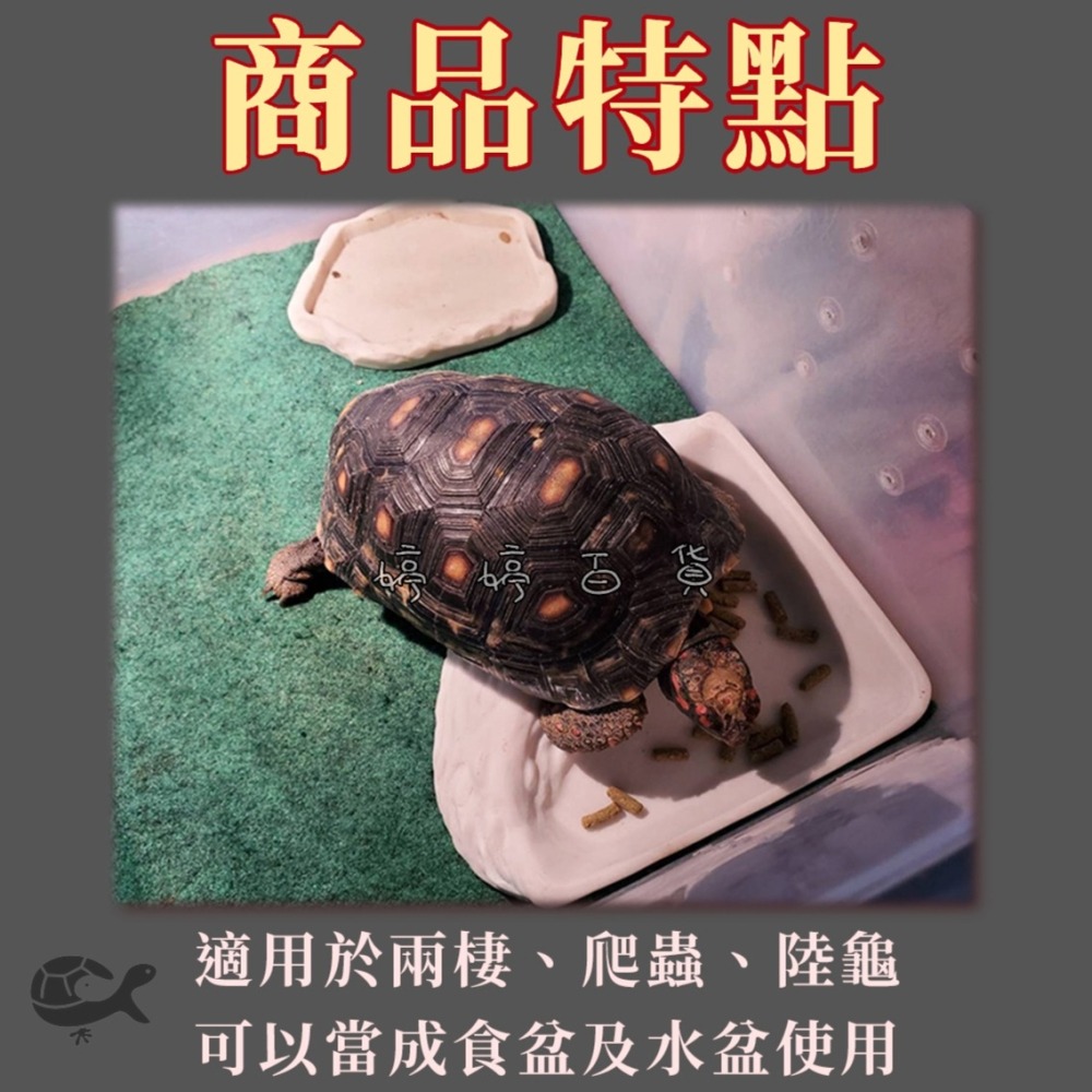 爬寵食盆／水盆 淺盆 角落型 三角形 扇形 飼料盆 餵食盆 餵水盆 陸龜 蜥蜴 烏龜 鬆獅蜥 婷婷水族 兩棲爬寵-細節圖2