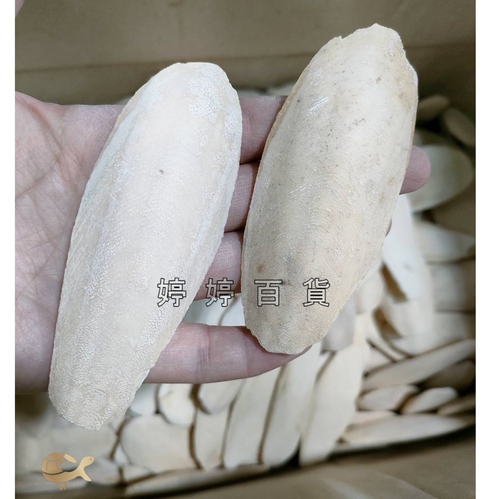 天然墨魚骨 鈣質補充 無漂白 脫鹽【10g】陸龜 爬蟲 鸚鵡 鳥類 老鼠 鼠類 磨牙 營養補充品 婷婷水族 兩棲爬寵-細節圖2