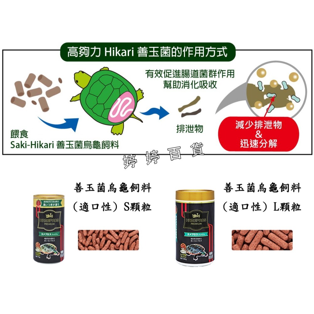 Hikari-高夠力 善玉菌 烏龜飼料 適口性S（小粒 3~8cm龜用）【70g 浮水性】澤龜 水龜 益生菌 婷婷水族-細節圖3