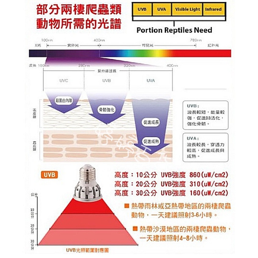 奧圖 OTTO UVB LED 省電燈泡 10.0 UVB+UVA 曬背燈 仿太陽光 烏龜 蜥蜴 婷婷水族 兩棲爬寵-細節圖6