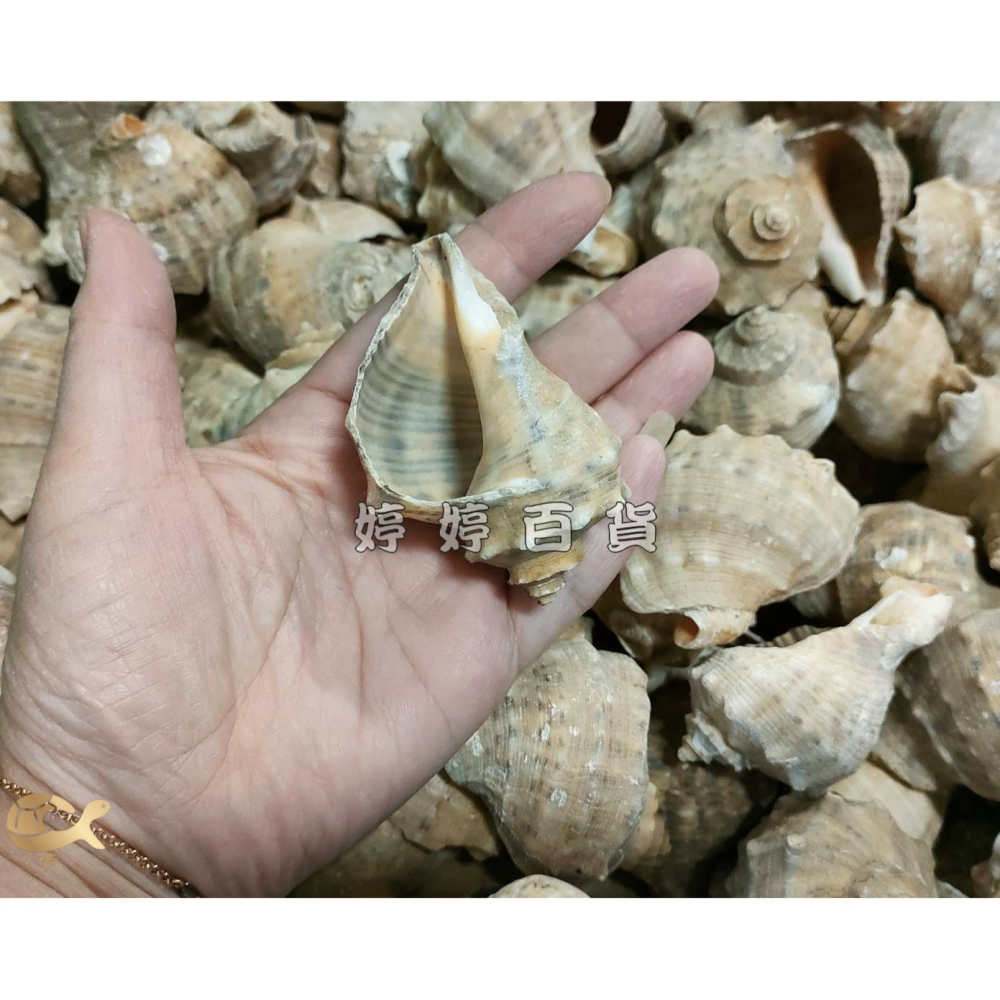 天然貝殼（隨機出貨）寄居蟹換殼 寄居蟹殼 貝殼 水族裝飾 造景飾品 擺設 美化 婷婷水族 兩棲爬寵-細節圖2