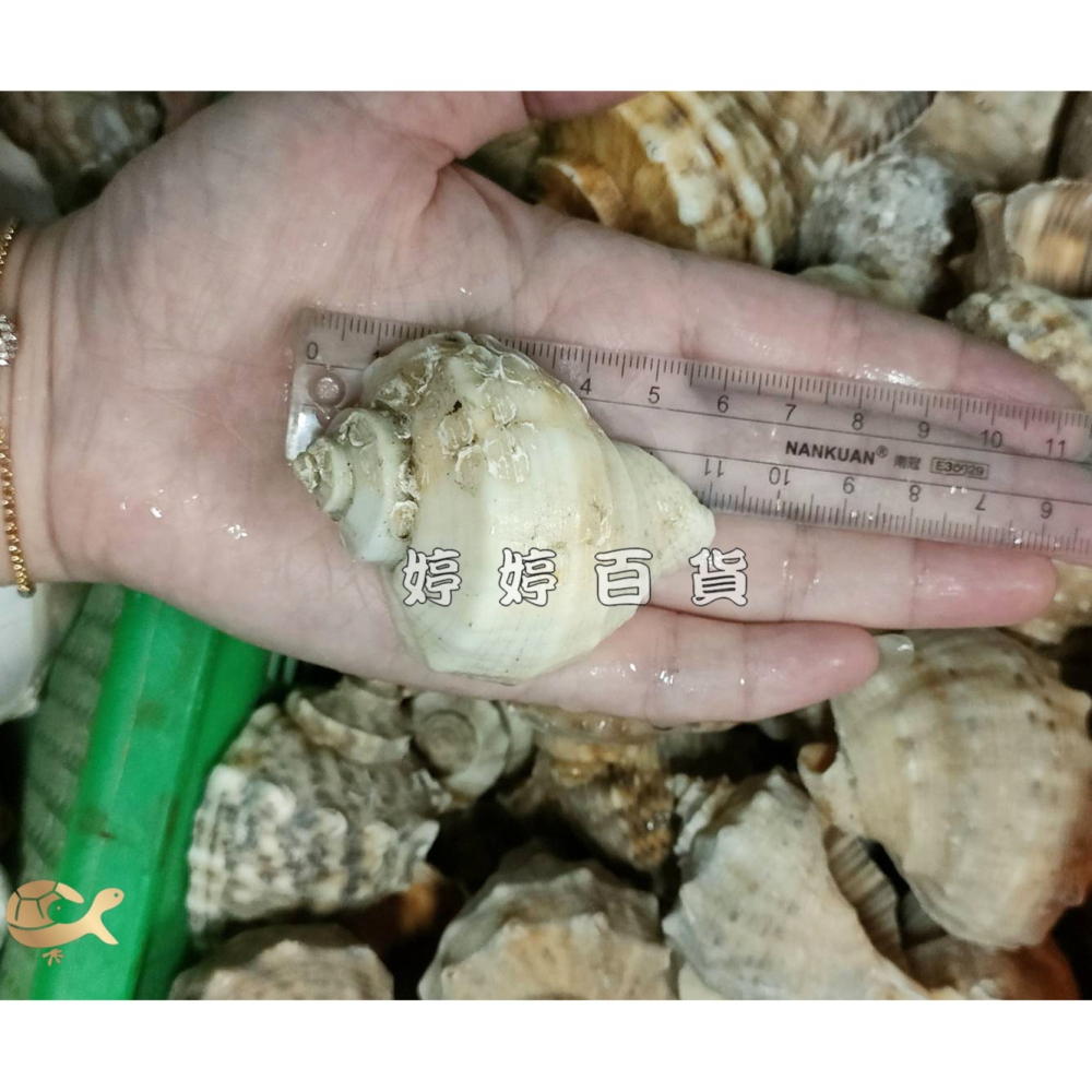 天然貝殼（隨機出貨）寄居蟹換殼 寄居蟹殼 貝殼 水族裝飾 造景飾品 擺設 美化 婷婷水族 兩棲爬寵-細節圖3