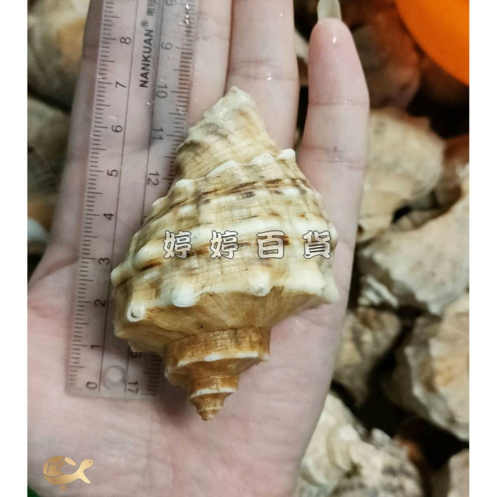 天然貝殼（隨機出貨）寄居蟹換殼 寄居蟹殼 貝殼 水族裝飾 造景飾品 擺設 美化 婷婷水族 兩棲爬寵-細節圖4