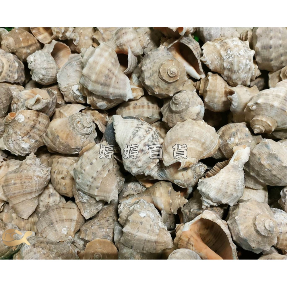 天然貝殼（隨機出貨）寄居蟹換殼 寄居蟹殼 貝殼 水族裝飾 造景飾品 擺設 美化 婷婷水族 兩棲爬寵-細節圖5