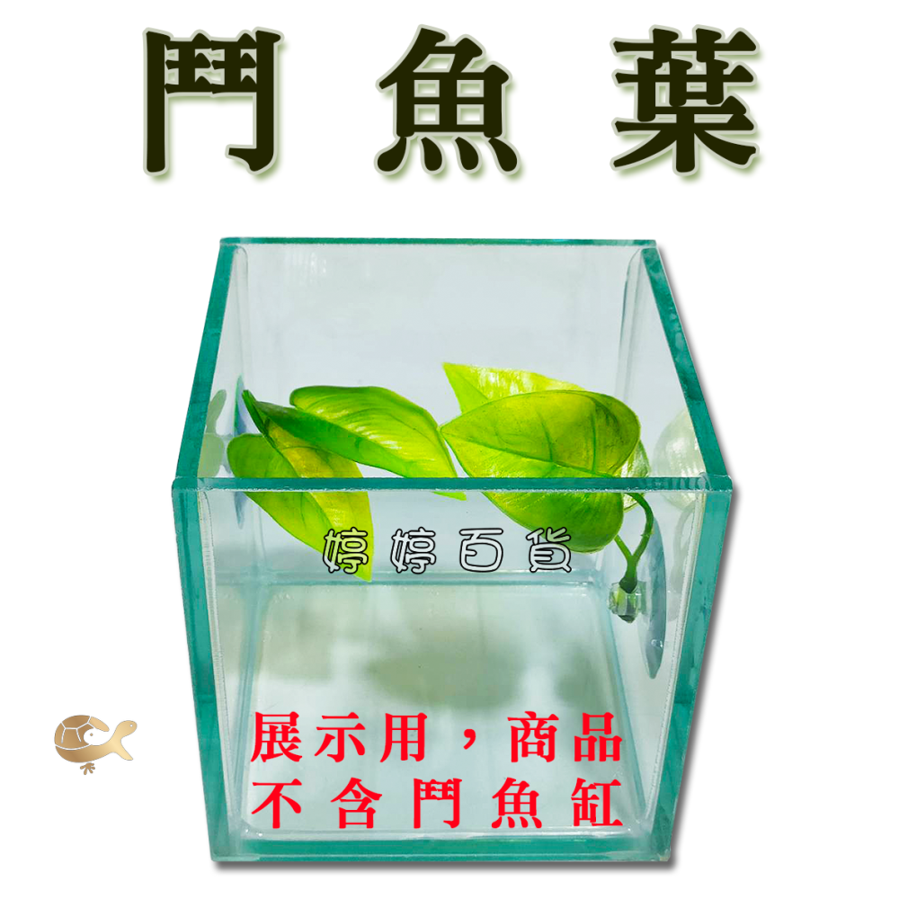 鬥魚葉 鬥魚生態葉【一棵】鬥魚築巢 休息 產卵 躲藏 假樹葉 浮葉 婷婷水族 兩棲爬寵-細節圖5