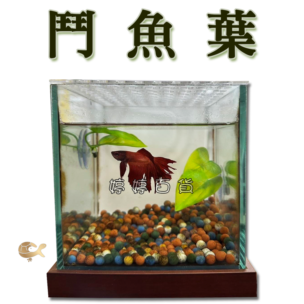 鬥魚葉 鬥魚生態葉【一棵】鬥魚築巢 休息 產卵 躲藏 假樹葉 浮葉 婷婷水族 兩棲爬寵-細節圖6