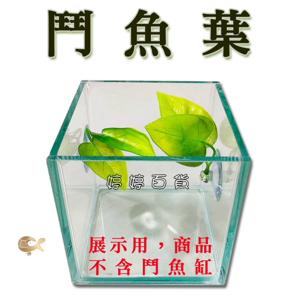鬥魚葉 鬥魚生態葉【一棵】鬥魚築巢 休息 產卵 躲藏 假樹葉 浮葉 婷婷水族 兩棲爬寵-細節圖8