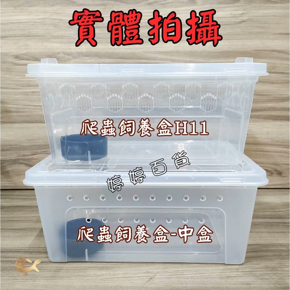 高透爬蟲飼養盒（H11-中）飼養盒 可堆疊 多孔透氣 小型寵物 守宮 角蛙 蜘蛛 蛇類 龜類 鼠類 婷婷水族 兩棲爬寵-細節圖5