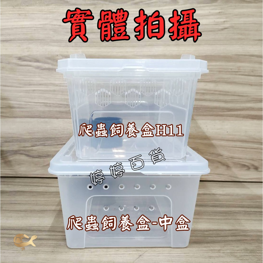 高透爬蟲飼養盒（H11-中）飼養盒 可堆疊 多孔透氣 小型寵物 守宮 角蛙 蜘蛛 蛇類 龜類 鼠類 婷婷水族 兩棲爬寵-細節圖6