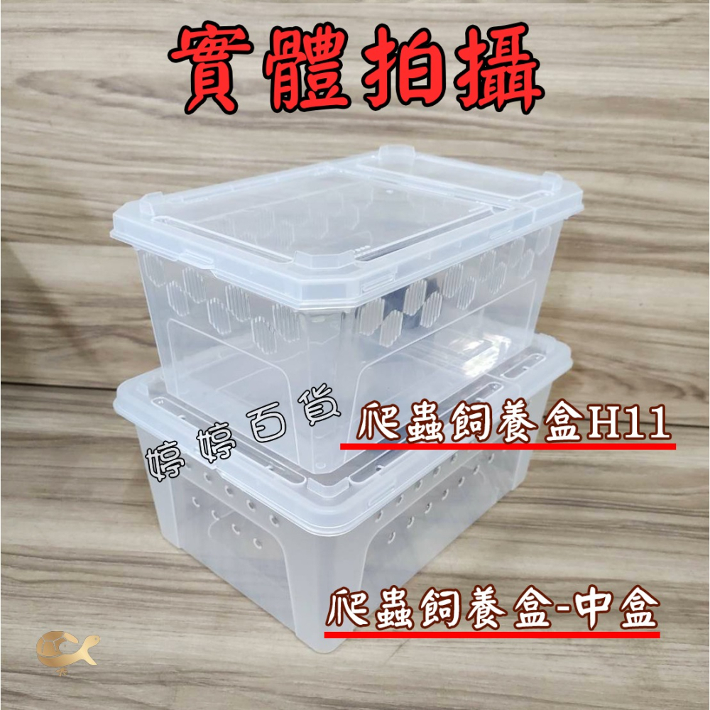 高透爬蟲飼養盒（H11-中）飼養盒 可堆疊 多孔透氣 小型寵物 守宮 角蛙 蜘蛛 蛇類 龜類 鼠類 婷婷水族 兩棲爬寵-細節圖7