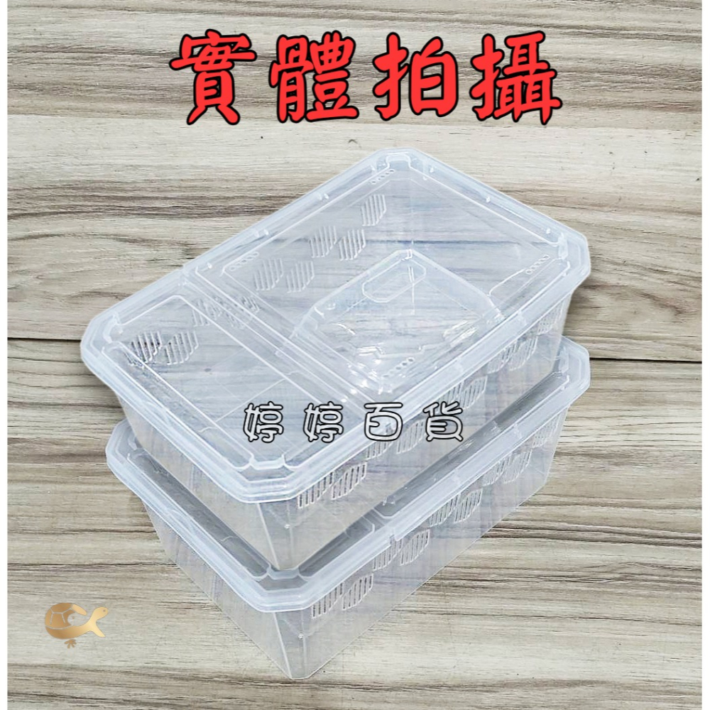 高透爬蟲飼養盒+爬台（H10-小）飼養盒 可堆疊 多孔透氣 小型寵物 守宮 角蛙 蜘蛛 蛇類 龜類 鼠類 婷婷水族 兩棲-細節圖5