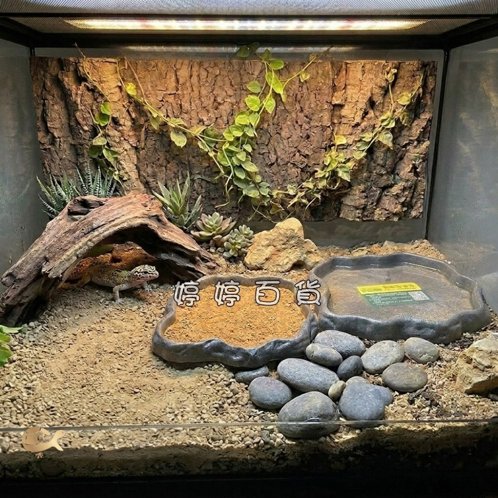 爬蟲先生 爬蟲餵食盆 寵物水盆 寵物食盆 低沿設計 陸龜 蜥蜴 角蛙 守宮 婷婷水族 兩棲爬蟲-細節圖2