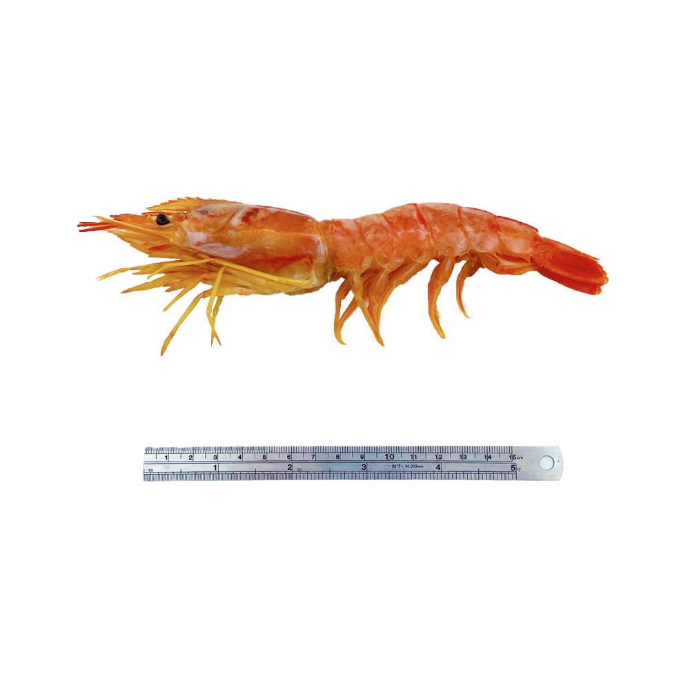 【秋田市集】天使紅蝦L1 32-40尾/盒 2KG 蝦子│烤肉│中秋│美食團購│食品批發-細節圖5