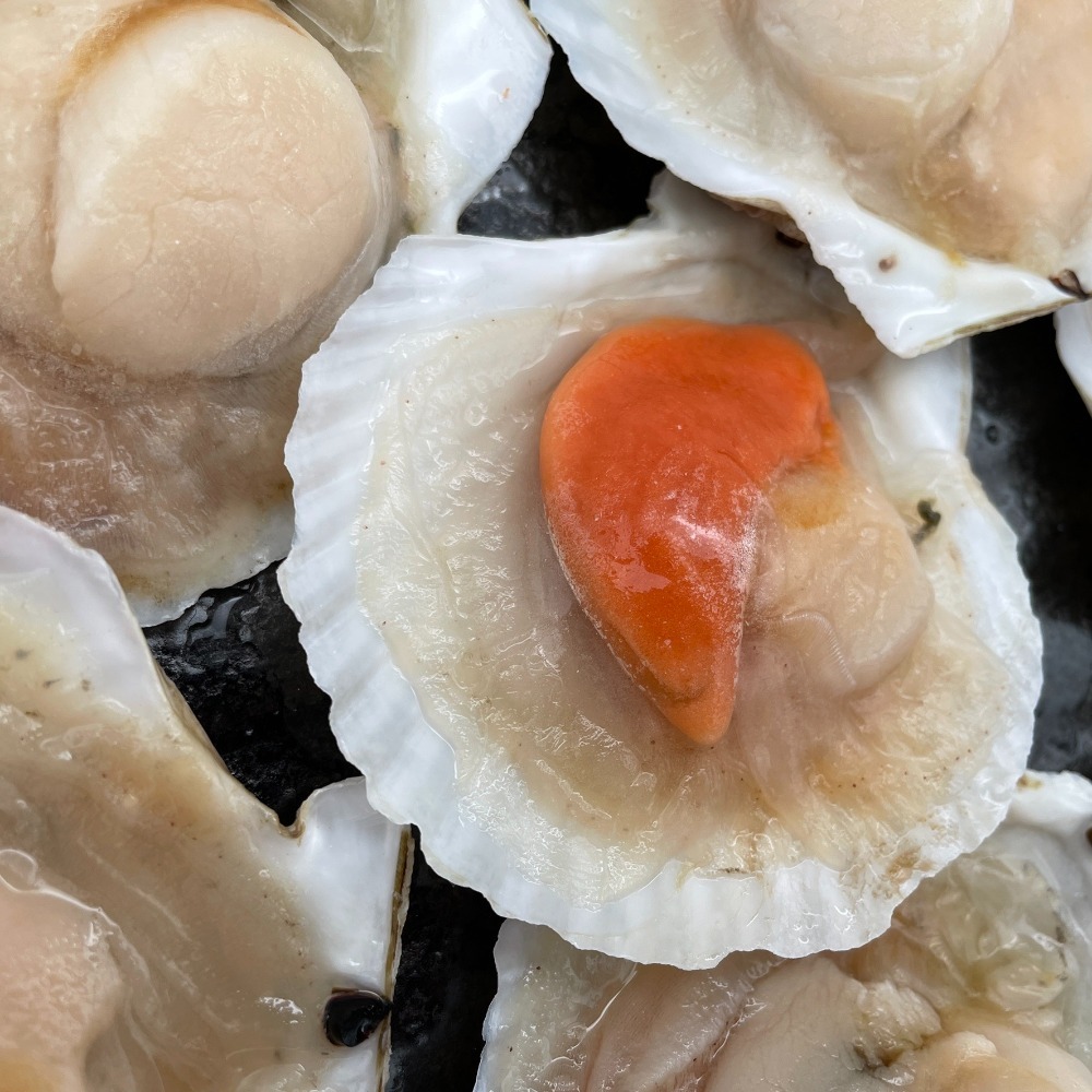 【秋田市集】半殼扇貝7/8  14-17入/包 1KG 台中市滿額$600免運│烤肉│中秋│美食團購│食品批發-細節圖2