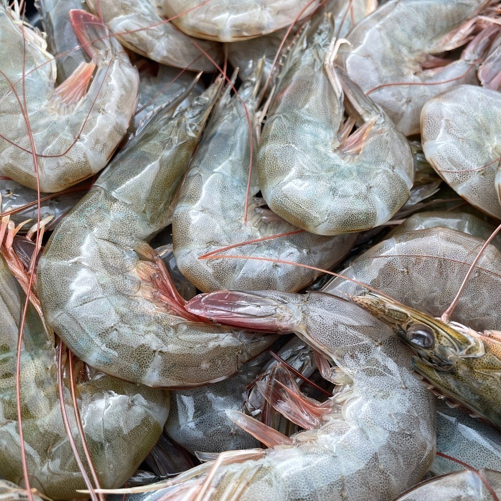 【秋田市集】生凍白蝦50/60 50-60尾/盒 1KG 台中市滿額$600免運│蝦子│烤肉│中秋│美食團購│食品批發-細節圖5