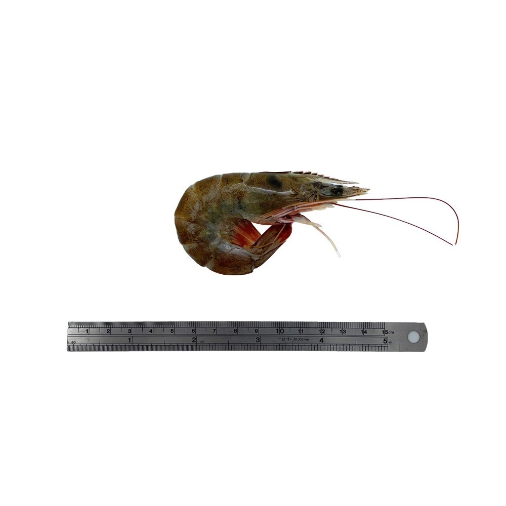 【秋田市集】生凍白蝦50/60 50-60尾/盒 1KG 台中市滿額$600免運│蝦子│烤肉│中秋│美食團購│食品批發-細節圖6