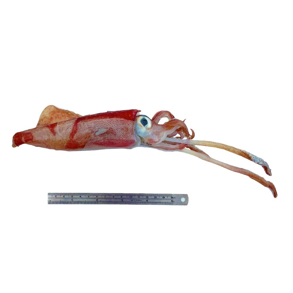 【秋田市集】單排鮮凍小卷 300G 台中市滿額$600免運│火鍋│燒烤││美食團購│食品批發-細節圖4