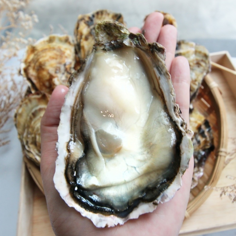 【秋田市集】日本全殼生蠔2L 生食級 牡蠣 台中市滿額$600免運│中秋│燒烤│美食團購│食品批發-細節圖3