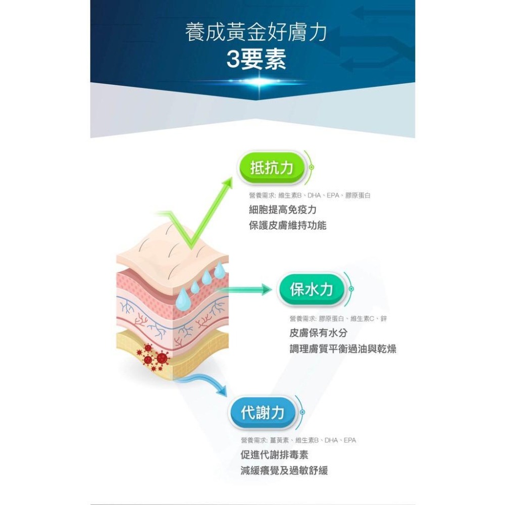 木入森『膚立好』犬用 皮膚＋毛髮 增進狗狗皮膚健康 異位性皮膚炎機能營養複方 寵物皮膚保養 寵物皮膚保健食品 好命寵物園-細節圖6