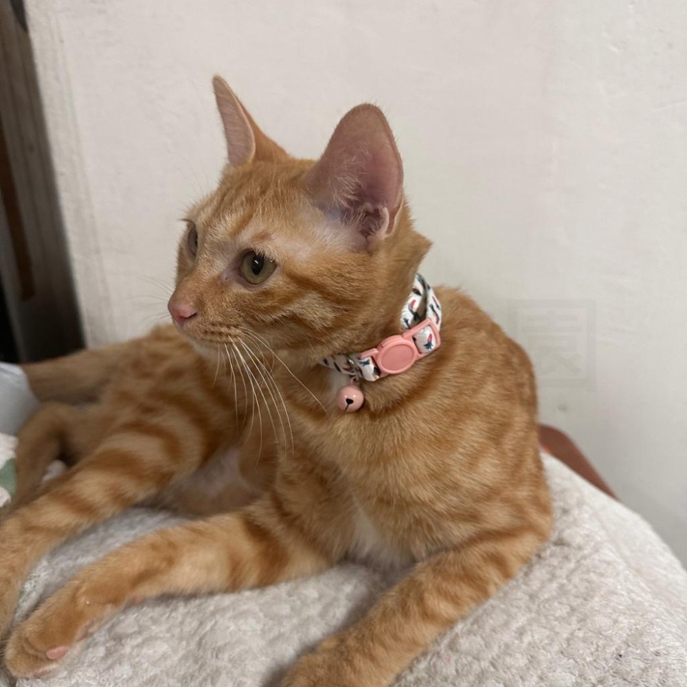 寵物項圈『防窒息』貓項圈 狗項圈 貓咪項圈 貓咪項圈 防窒息項圈 貓咪造型項圈 造型項圈 好命寵物園-細節圖4