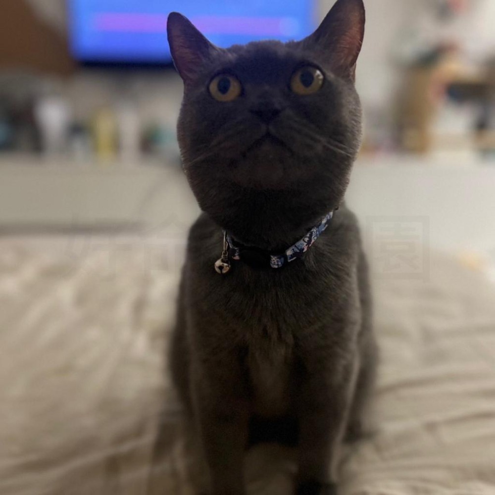 寵物項圈『防窒息』貓項圈 狗項圈 貓咪項圈 貓咪項圈 防窒息項圈 貓咪造型項圈 造型項圈 好命寵物園-細節圖5