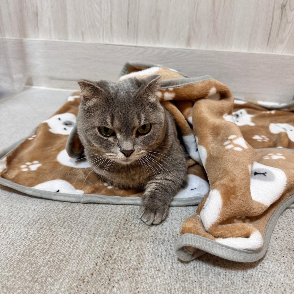 😸寵物法蘭絨毯子 狗窩 狗床 寵物床 寵物毛毯 寵物睡毯 寵物毯子 寵物被子 寵物窩 寵物睡窩 寵物毯 毛毯 好命寵物園-細節圖6