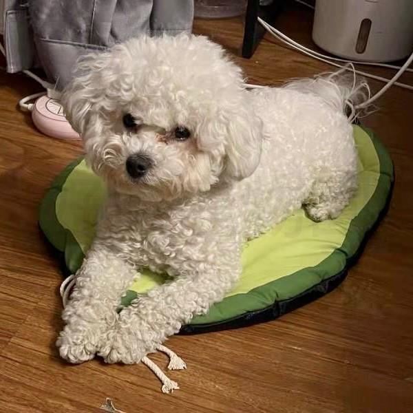 寵物墊『親膚材質』涼感寵物墊 寵物冰墊 寵物涼墊 寵物睡墊 狗墊 狗睡墊 貓墊 貓睡墊 寵物睡床 寵物窩 好命寵物園-細節圖5