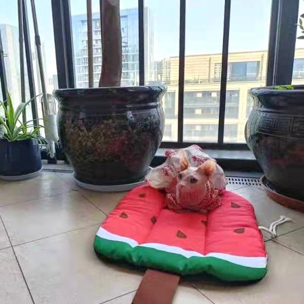 寵物墊『親膚材質』涼感寵物墊 寵物冰墊 寵物涼墊 寵物睡墊 狗墊 狗睡墊 貓墊 貓睡墊 寵物睡床 寵物窩 好命寵物園-細節圖6