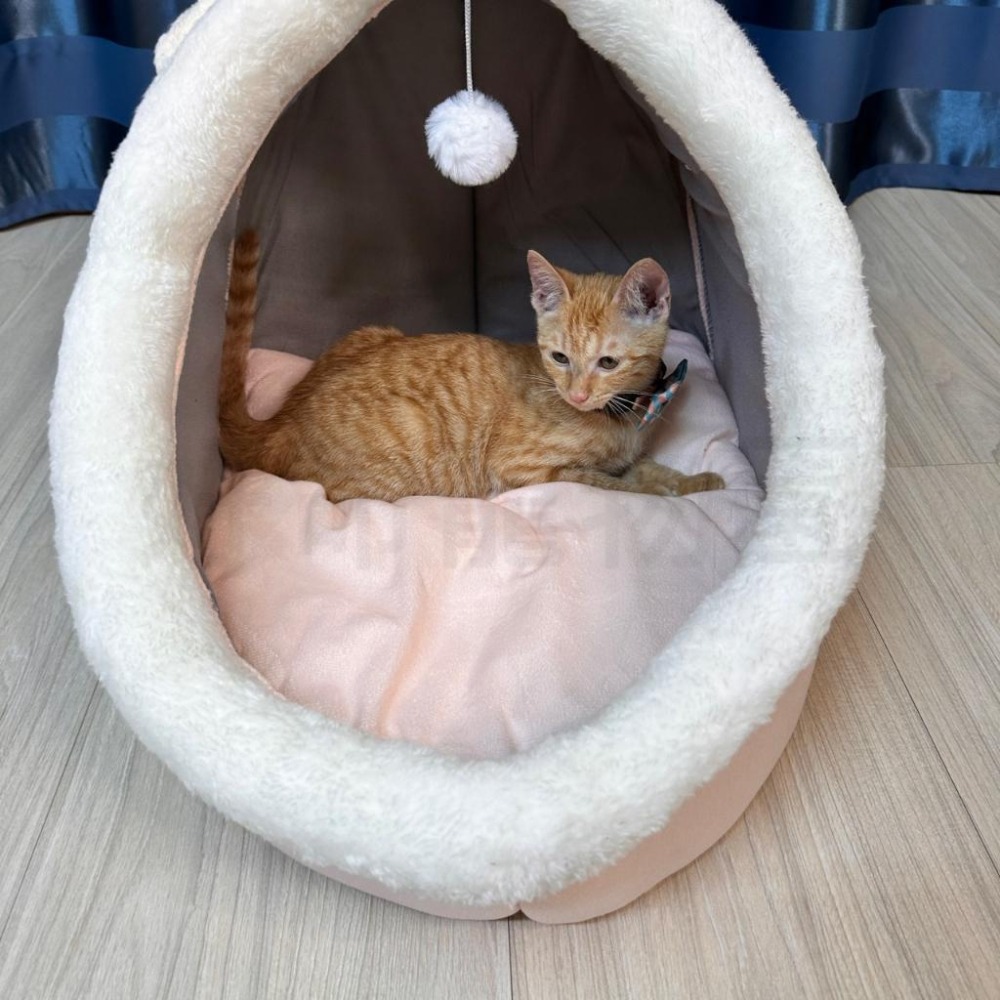 半封閉寵物窩 可拆洗貓床 貓窩 寵物窩 四季通用貓咪窩 貓屋 寵物睡窩 狗窩 狗屋 超柔軟保暖狗床 貓咪床 好命寵物園-細節圖8