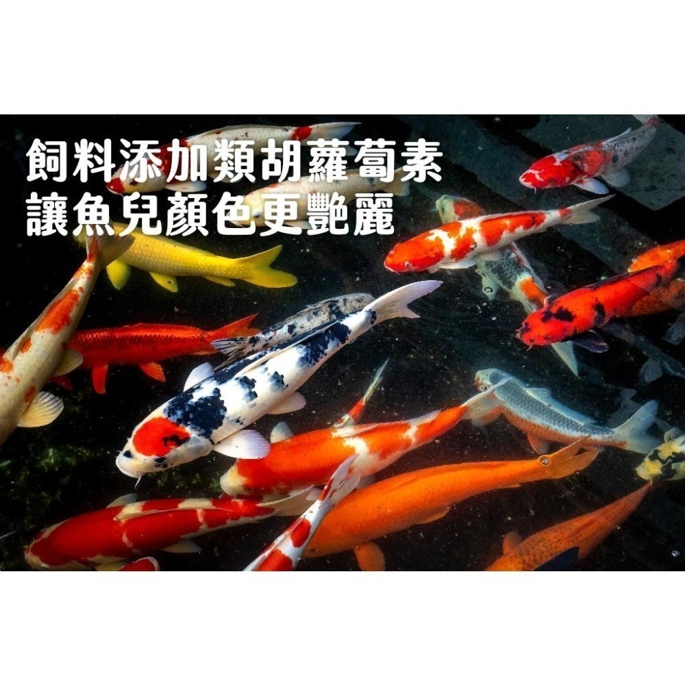 《素魚樂》純素魚飼料(250g/袋)~到公園餵魚超划算-細節圖2