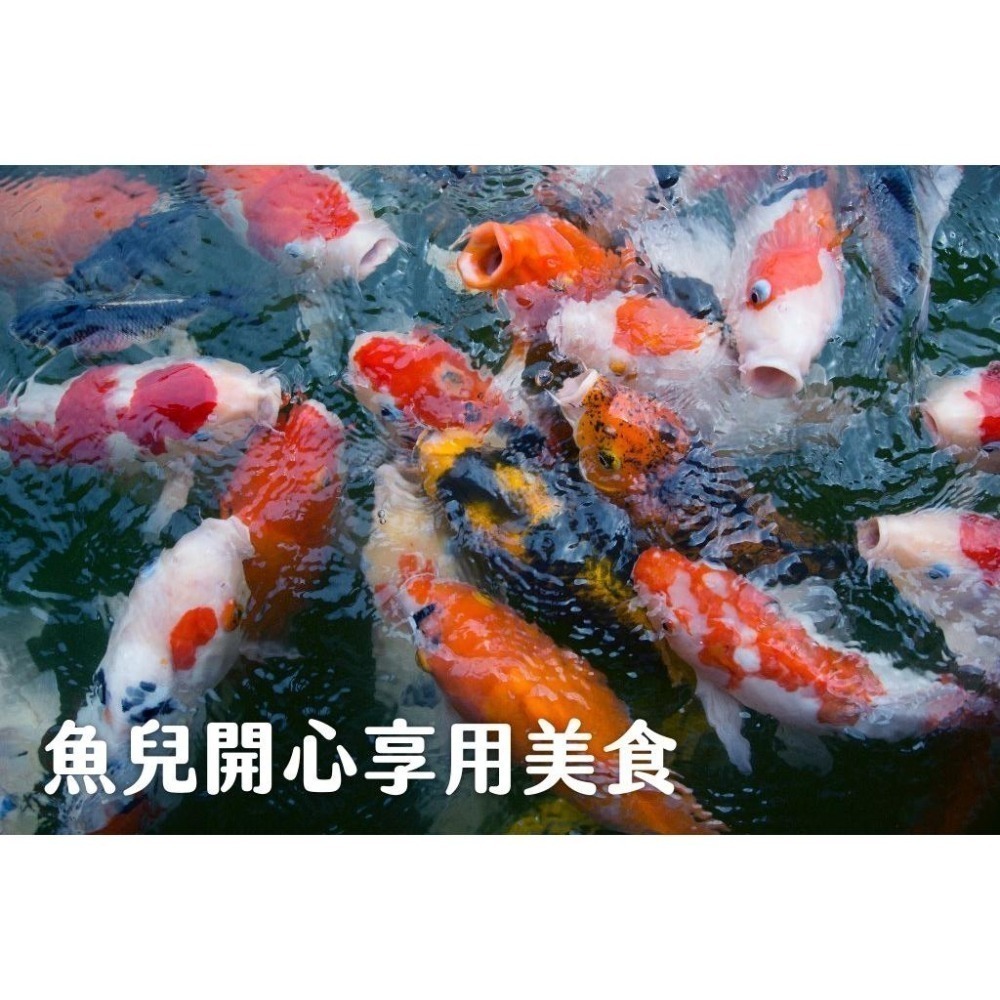 《素魚樂》純素魚飼料(250g/袋)~到公園餵魚超划算-細節圖3