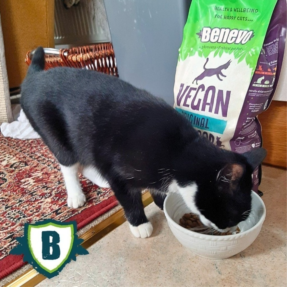 《Benevo 班尼佛》純素低敏成貓飼料(1.8KG/袋)~2026年全新升級配方 英國素食認證 含植物牛磺酸-細節圖5