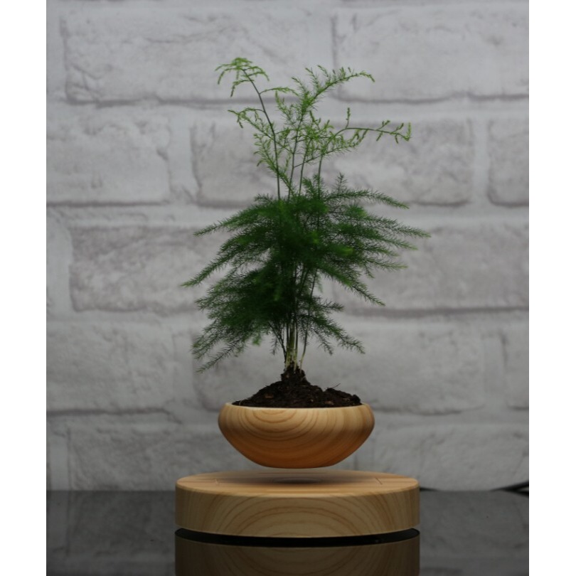 招財 磁浮盆栽 磁懸浮盆栽植物 創意家居 擺飾-細節圖3