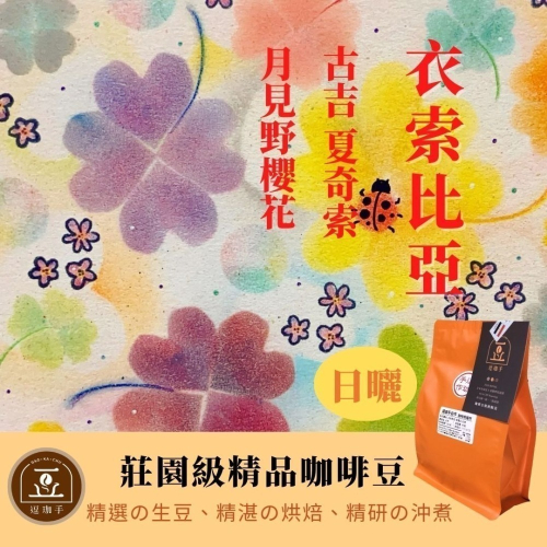 【逗珈手作】衣索比亞 古吉 夏奇索 月見野櫻花 日曬|淺中_自店|自家烘焙_手沖咖啡の精品咖啡豆