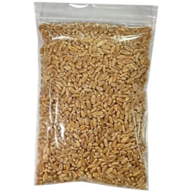 貓草盆栽 貓草種子 小麥草 水培貓草盒-細節圖2