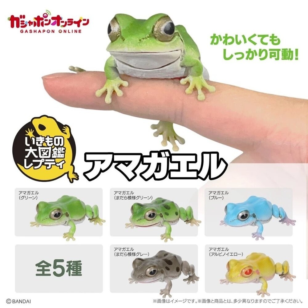 日本萬代 生物大圖鑑 雨蛙 變色龍 | 樹蛙 日本青蛙 自然科學教具 青蛙模型 爬蟲類模型 日本進口-細節圖4