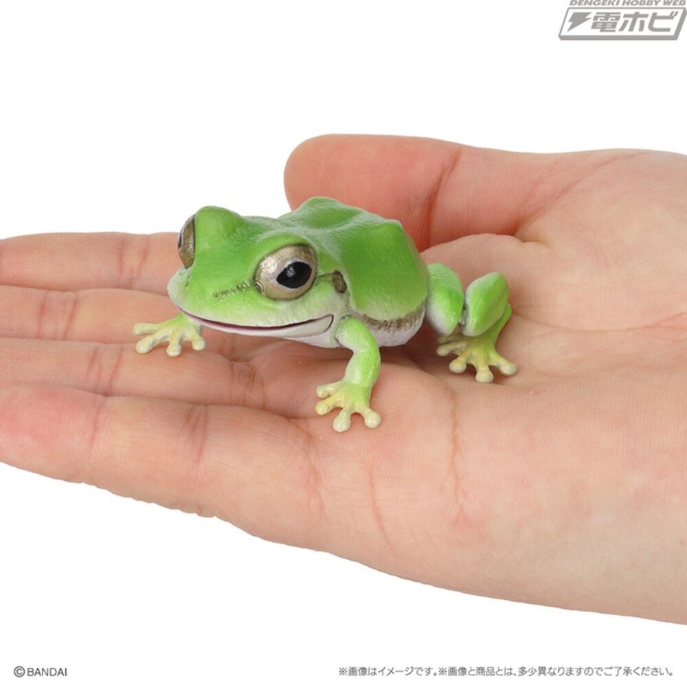 日本萬代 生物大圖鑑 雨蛙 變色龍 | 樹蛙 日本青蛙 自然科學教具 青蛙模型 爬蟲類模型 日本進口-細節圖5