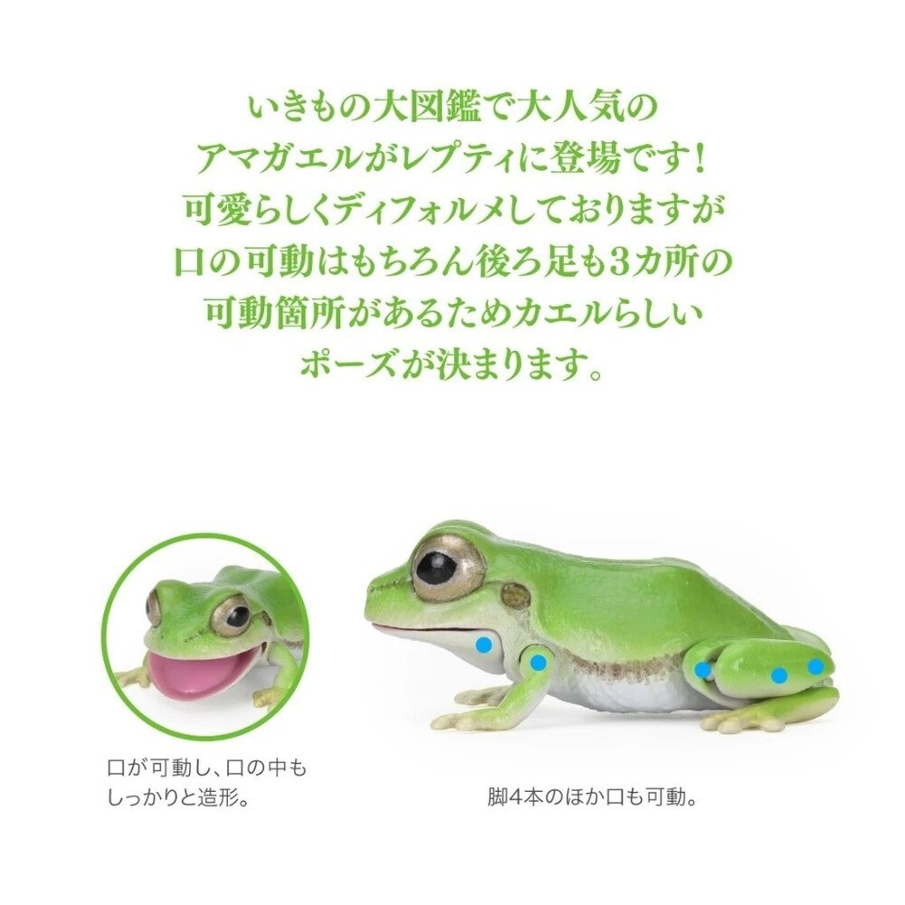日本萬代 生物大圖鑑 雨蛙 變色龍 | 樹蛙 日本青蛙 自然科學教具 青蛙模型 爬蟲類模型 日本進口-細節圖6